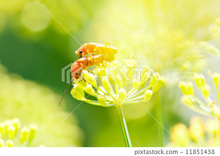 two soldier beetles on dill plant 11851438