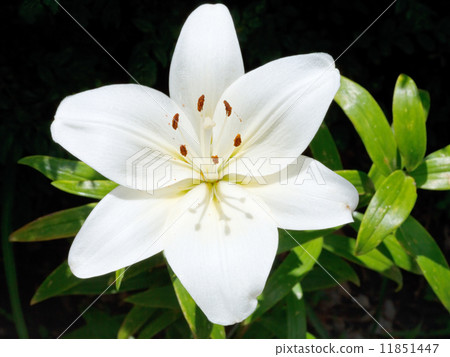 above view of white bloom Lilium close up outdoors 11851447