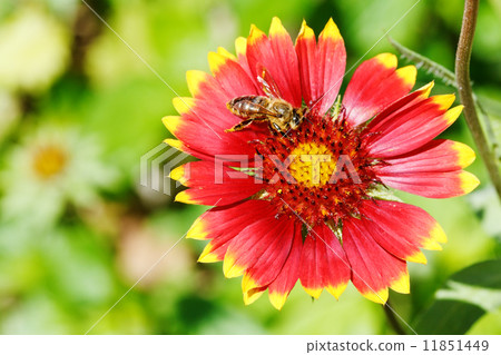 bee collects blossom dust from gaillardia flowers 11851449