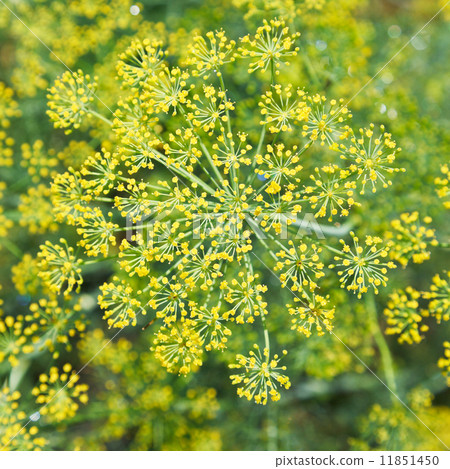 above view of blooming dill herbs in garden above view of blooming dill herbs in garden 11851450