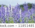 薰衣草 11851485