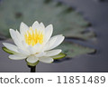 睡蓮1 11851489