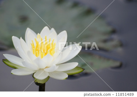 睡蓮1 11851489