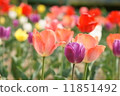 鬱金香4 11851492