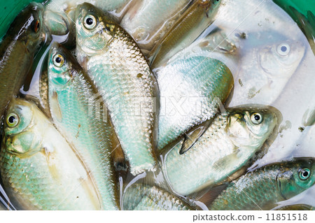 haul of small freshwater fishes in green bucket 11851518