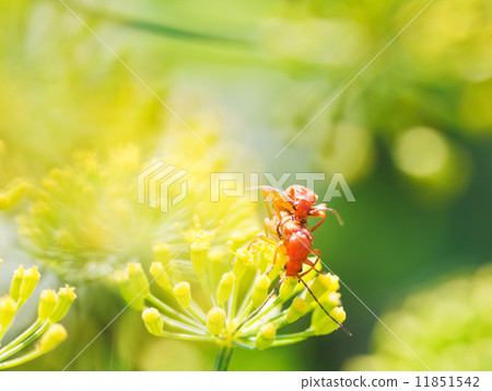 two soldier beetles in garden grass 11851542