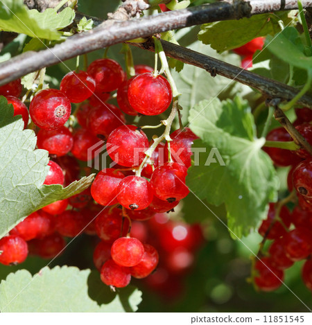 many red currant berries close up in green bush many red currant berries close up in green bush 11851545
