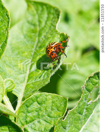 colorado potato beetle eats potatoes leaves colorado potato beetle eats potatoes leaves 11851550