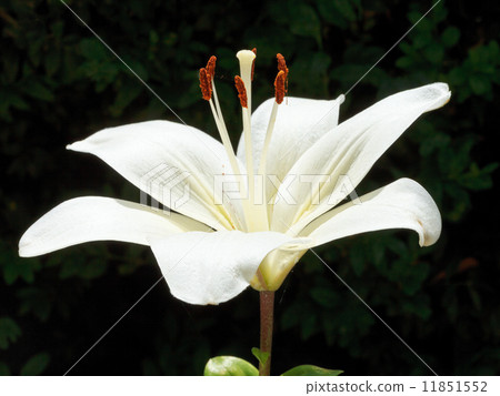 side view of white bloom Lilium close up outdoors 11851552