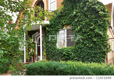 facade of counrty house with green ivy 11851699