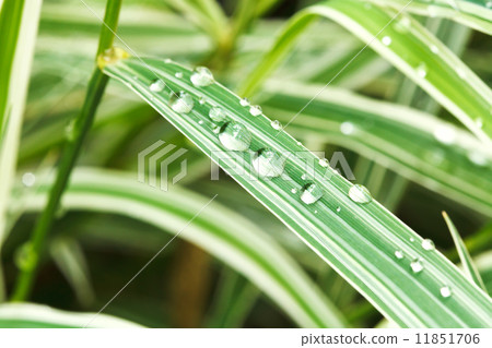 rain drops on green leaves of carex close up rain drops on green leaves of carex close up 11851706