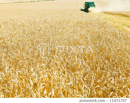 harvesting in field of ripe wheat 11851707