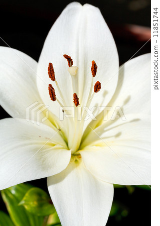 white head of bloom Lilium candidum 11851744