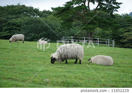 Sheep Sheep 11852229
