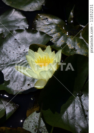 Water lily Water lily 11852231