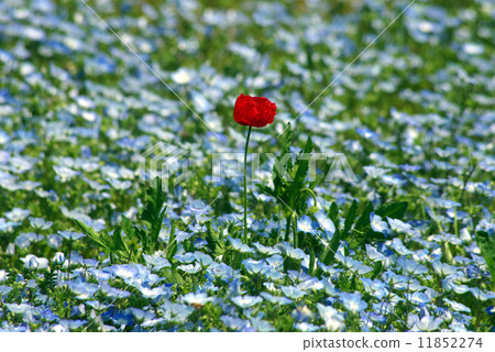 Single tulip 11852274