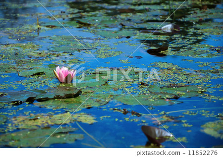 Water lily 11852276