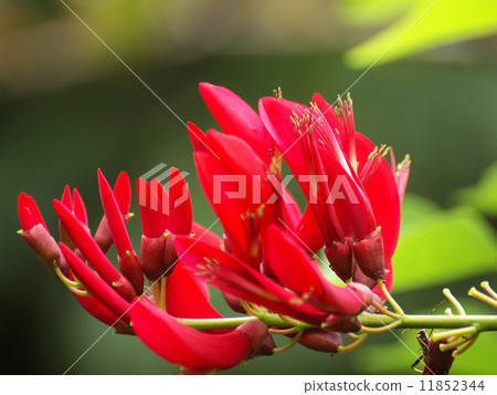 珊瑚莖紅色花 11852344
