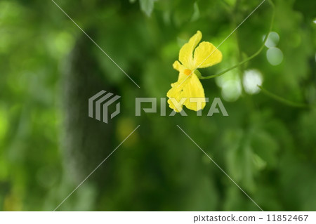 Goya and flowers 11852467