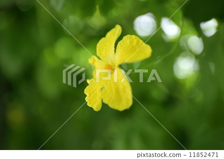 Botanical flowers 11852471