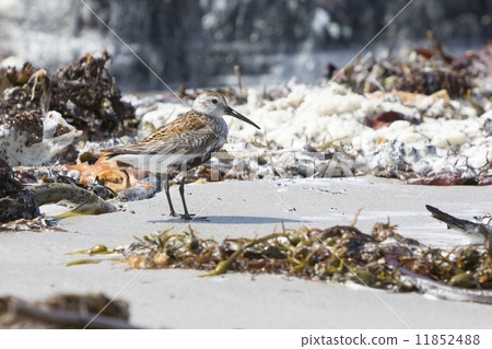 Dunlin (Calidris alpina) at Helgoland-Dune (Germany) 11852488