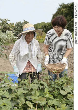 The bride and mother-in-law who harvests beans 11852540