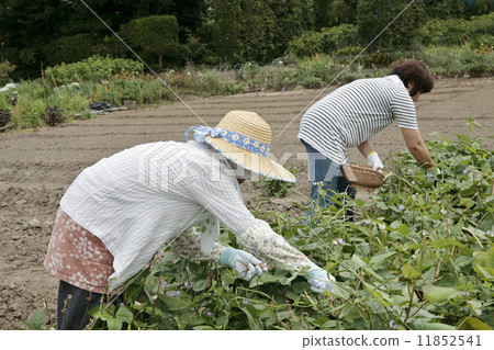 Parent and child to harvest beans 11852541