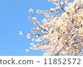 櫻花 櫻 賞櫻 11852572