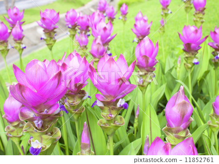 Curcuma alismatifolia Curcuma alismatifolia 11852761