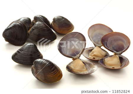 Shijimi shellfish ingredients 11852824