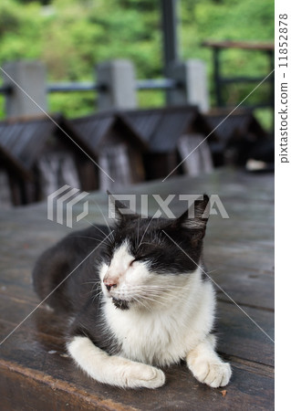 Cat lying on the chair 11852878