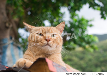 Ginger tabby cat lying on the roof. 11852887