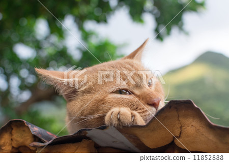 Cat resting on the roof. Cat resting on the roof. 11852888