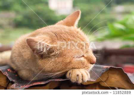 Cat resting on the roof. 11852889