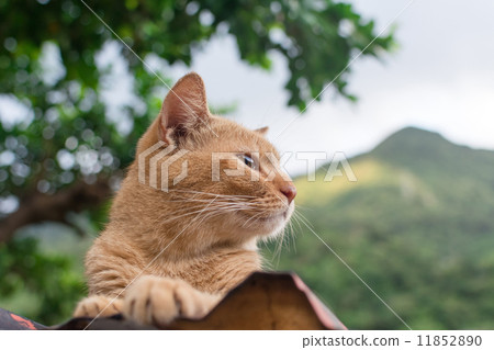 Ginger tabby cat lying on the roof. 11852890