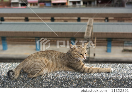 Cat lying on the wall. 11852891