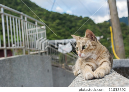 Cat lying on the wall. 11852892