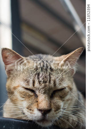 Cat lying on the wall. 11852894