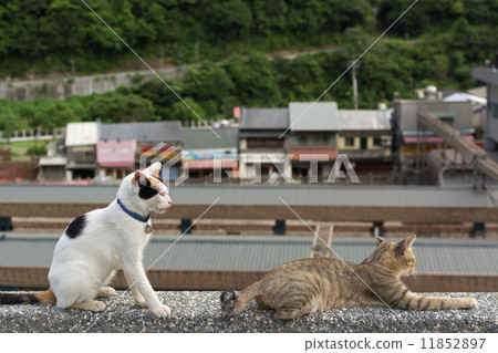 Cats lying on the wall. 11852897