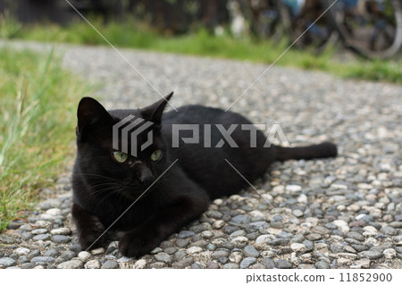 Black cat squatting on the floor. Black cat squatting on the floor. 11852900