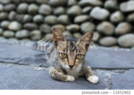 Young tabby cat lying on the floor. Young tabby cat lying on the floor. 11852902
