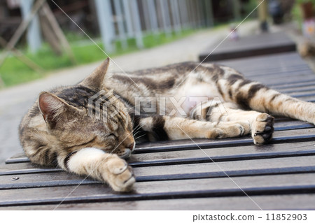 Cat sleep on a chair. Cat sleep on a chair. 11852903