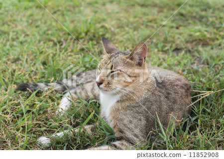 Tabby cat lying on the grass. 11852908