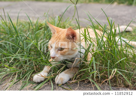 Cat lying on the grass. 11852912