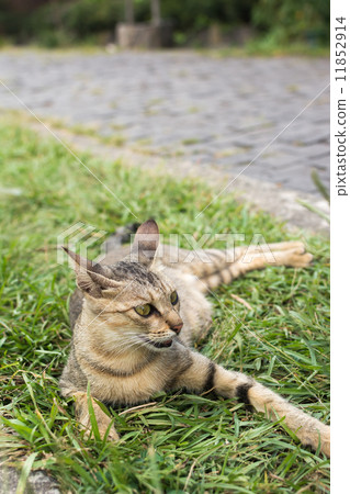 Tabby cat lying on the grass. Tabby cat lying on the grass. 11852914