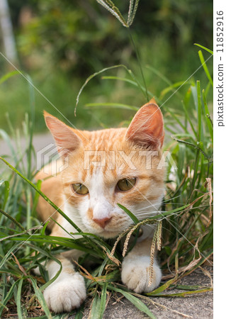Cat lying on the grass. 11852916