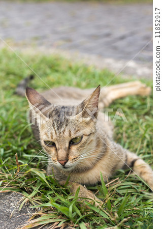 Tabby cat lying on the grass. Tabby cat lying on the grass. 11852917