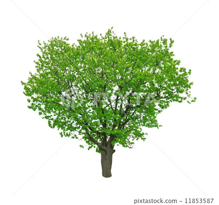 tree 11853587