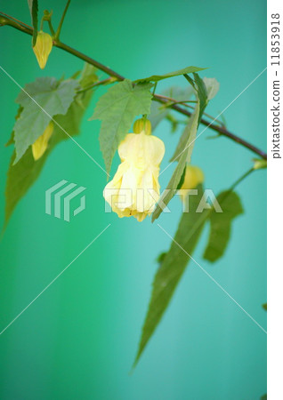 Abutilon (Tutu) 11853918