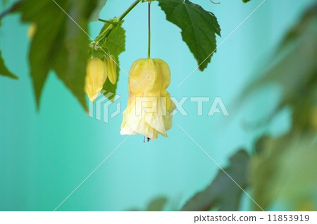 Abutilon (Tutu) 11853919